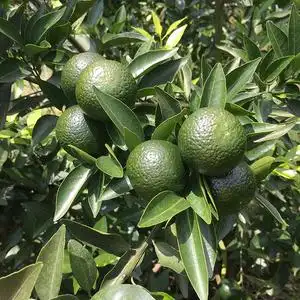 10斤装新会新鲜小青柑鲜果青皮柑正宗广东特产新鲜新会柑