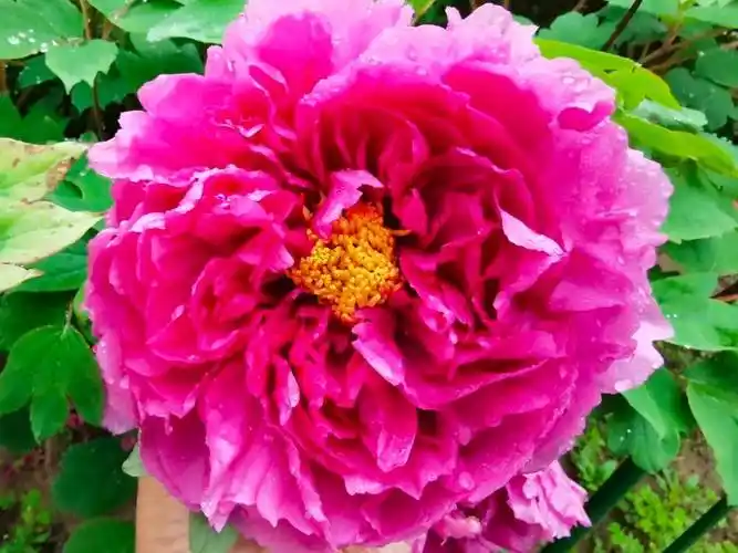 松江这株百年牡丹花开正艳