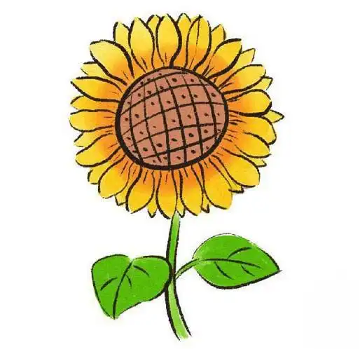 画太阳花的简笔画-彩色的向日葵