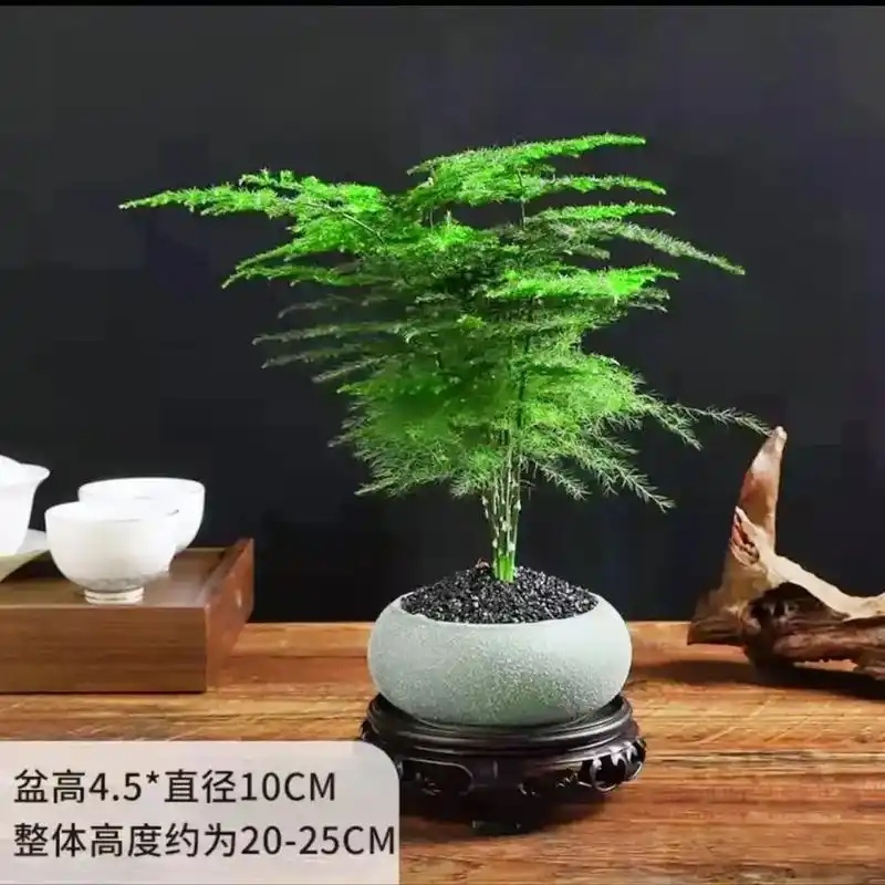 文竹绿色磨砂盆景带底座