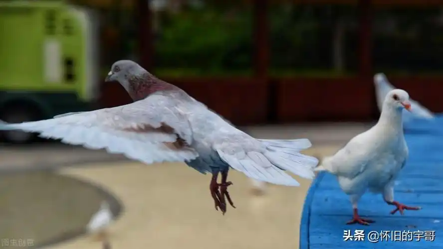 鸽子分公母最简单方法(农村鸽子公母怎么看最准确)-图3