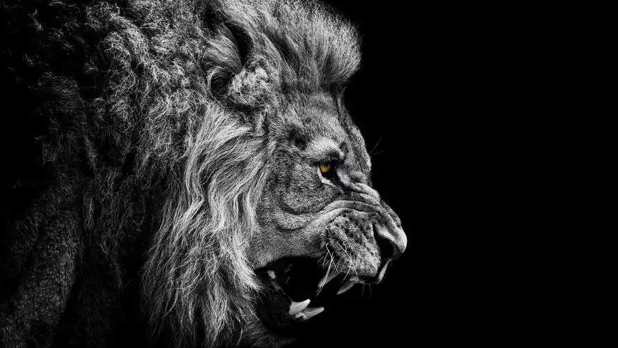 artwork,simple background,big cats,壁纸,高清壁纸自然,动物,狮子