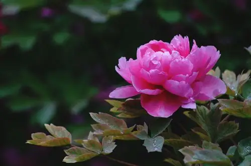 国色天香--牡丹 橡树摄影网