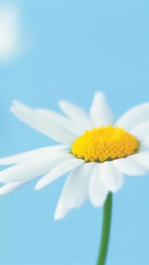 壁纸 两朵白色小花 1920x1200 hd 高清壁纸, 图片, 照片