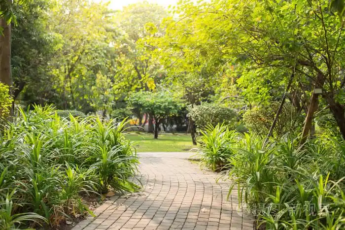 在阳光明媚的公园背景下的道路