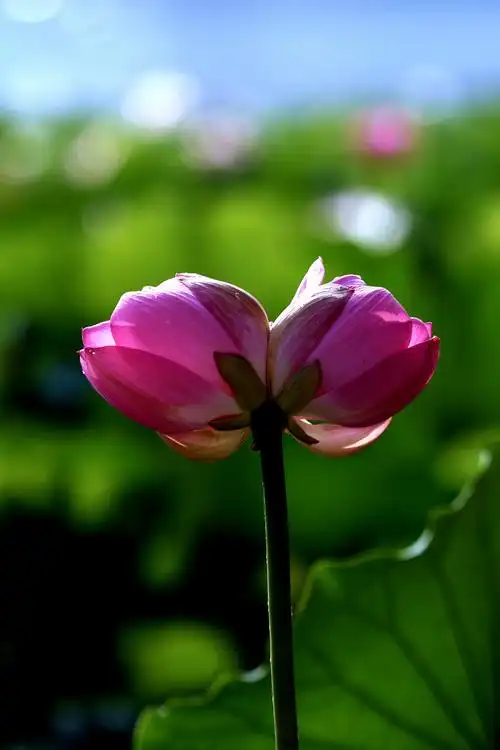 2020年7月莲花池公园赏荷