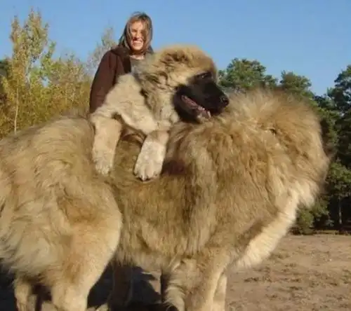 此外,土狗是一个中国本地狗的统称,土狗种类很多,已知最大的土狗重量