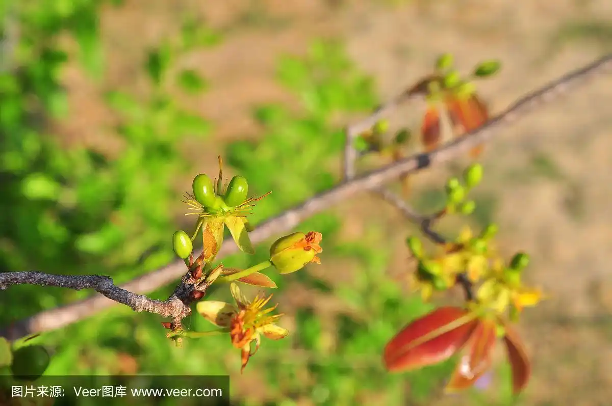 太阳下的绿杏子芽