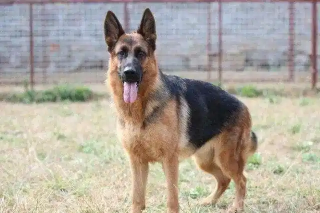 为什么越来越多人对"德牧"上瘾?6点原因,说到心坎里了!