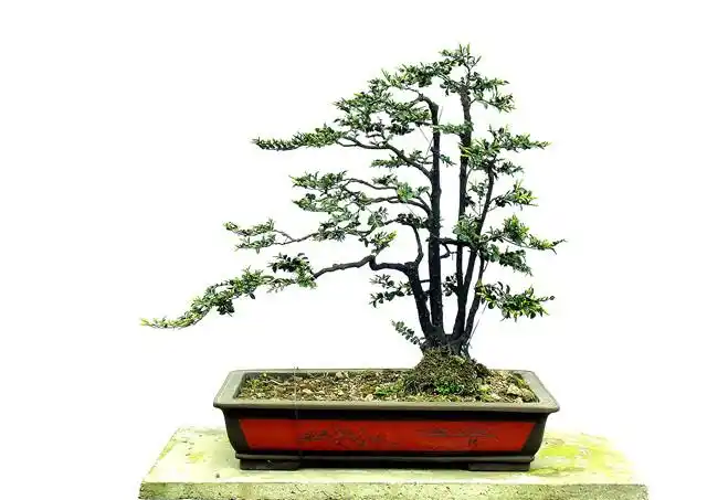 新会黑骨茶盆景简介(六)