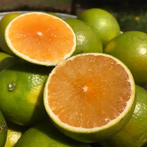 廉江红橙正宗红江湛江橙红江农场橙子10斤红心橙