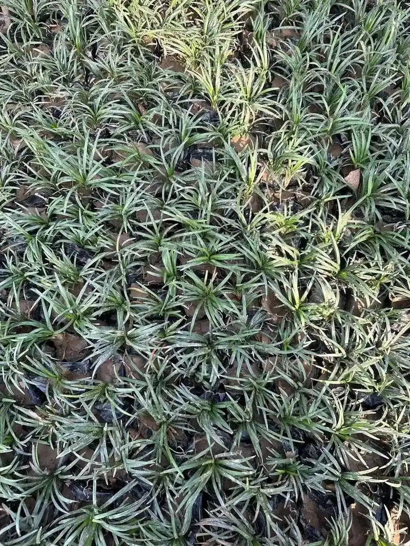 青草园的日本矮麦冬 - 抖音