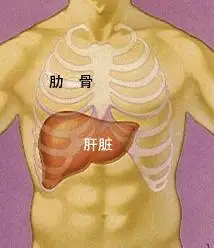肝区疼痛位置图图片大部分为肋弓所覆盖仅在腹上