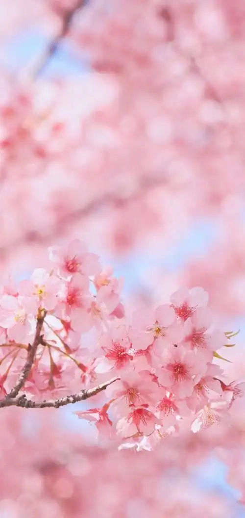 春日粉色樱花手机壁纸