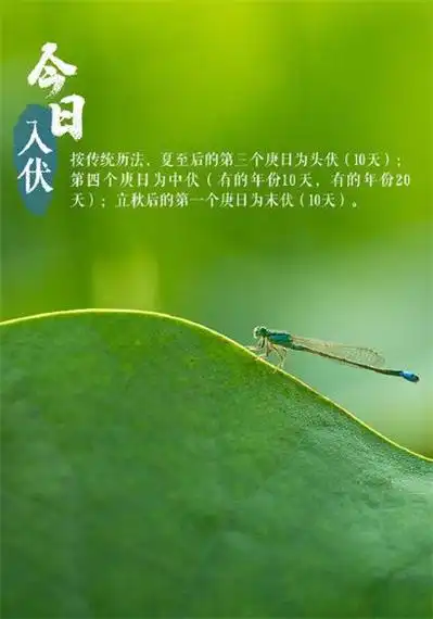 今日入伏带字图片大全 2022入伏图片风景唯美