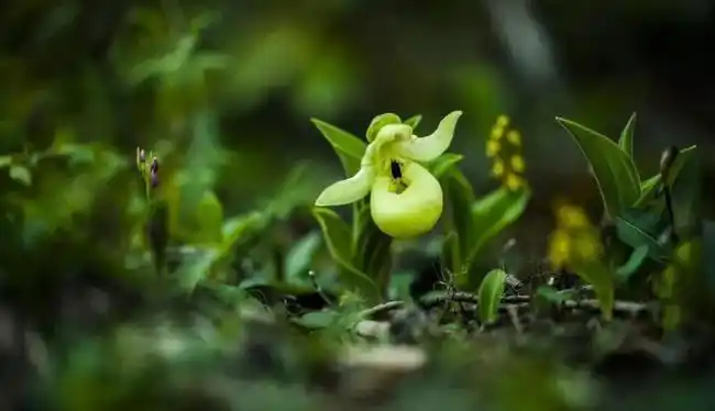 四川最美最珍稀的野生兰花开啦君子如兰有德与行