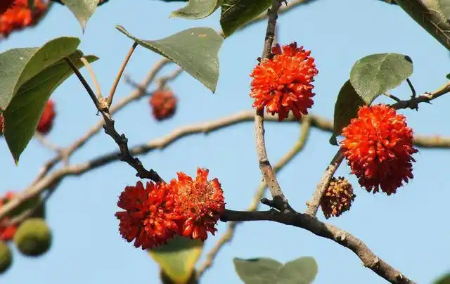 后院有棵大构树,枝头长着红果实; 我们叫它"毛构头",吃了嘴甜流红汁.