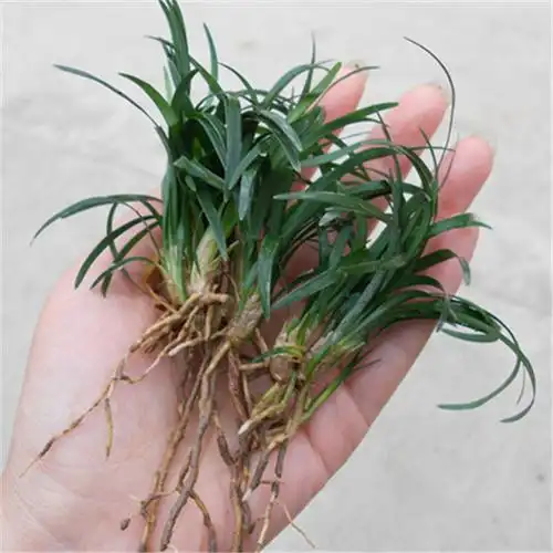 哪里有矮麦冬苗木批发