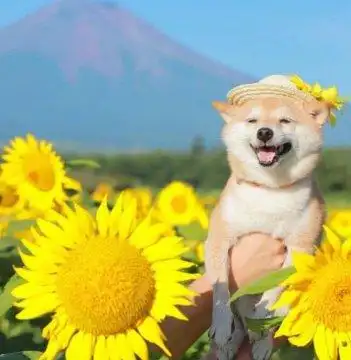 笑对人生顺其自然图片,笑看人生无欲无求图片