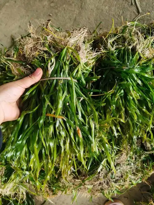 上海市苦草上海矮生苦草种苗上海耐寒苦草种植