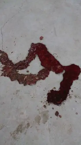 9回答 求助,急,狗狗昨