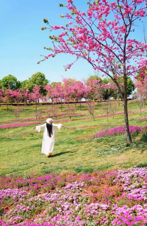 旅游实用攻略 940691    只要到春风里走一走,我便觉人生明朗