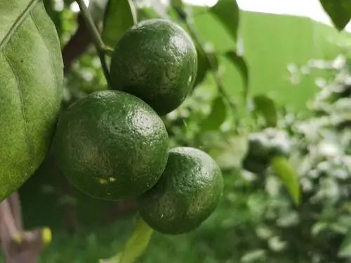 构皮果,青桔子7.23.铁树开花,莲蓬,蟠桃