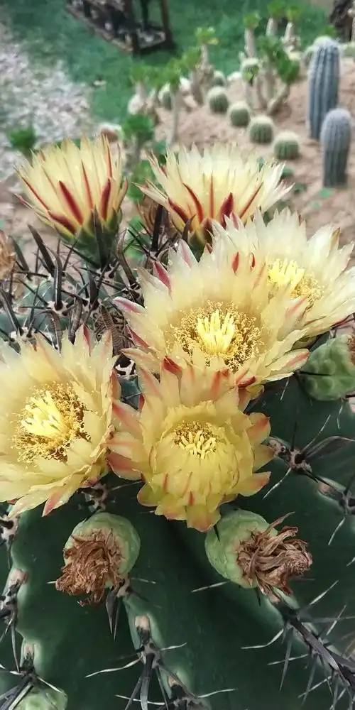 最美,美醉,乌海大漠多肉植物观赏园