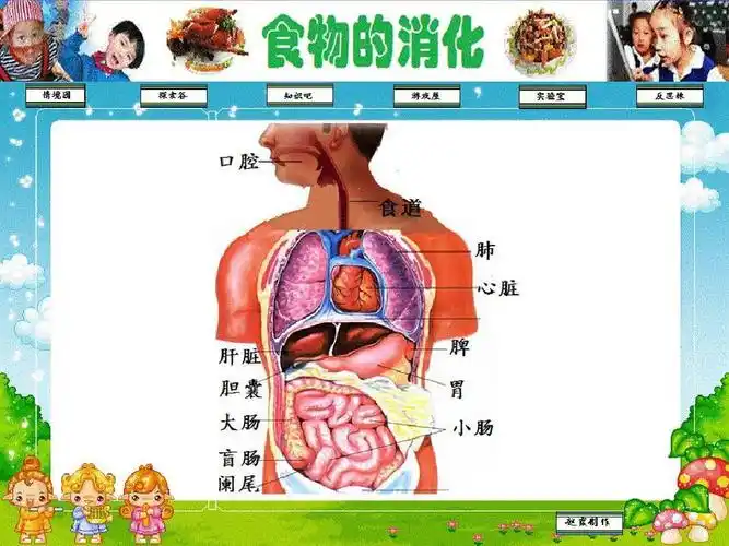 《食物的消化》参赛教案之随堂课件