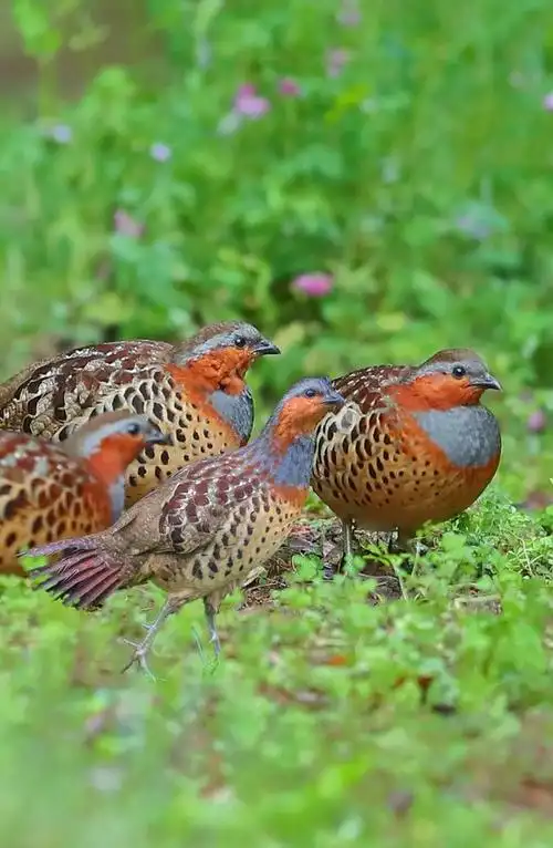 原来竹鸡还有这么多种叫声?你知道各种叫声含义吗?