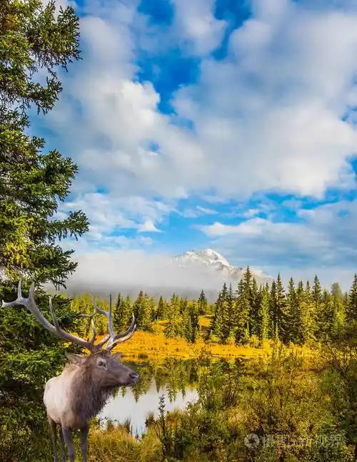 高贵的鹿在湖边吃草