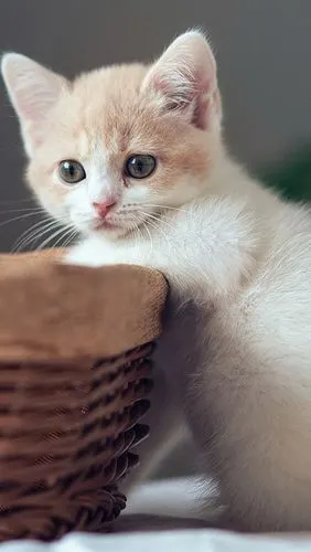 可爱小猫与篮子 640x1136 iphone 5/5s/5c/se 壁纸,图片,背景,照片