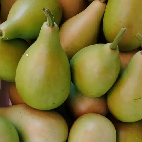 葫芦瓜新鲜圆葫芦菜葫芦福建新鲜蔬菜现摘鲜甜葫芦瓠子瓠瓜蒲瓜 1-2颗