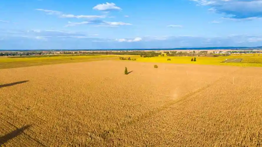 托克托县近百万亩玉米迎丰收科学种植提效增产