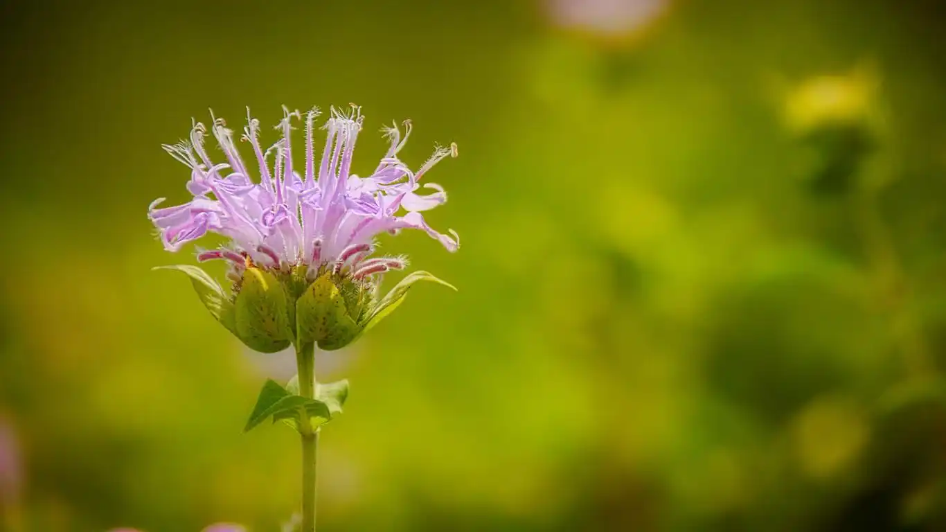 绿色系清新护眼高清壁纸