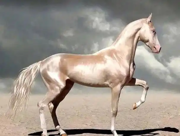 阿哈尔捷金马(英文:akhal-teke )又称汗血马.