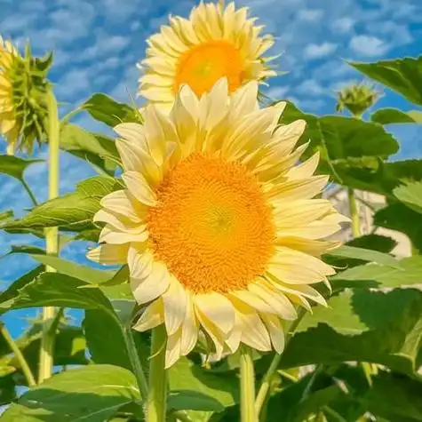 给人一种阳光的头像 高清好看充满阳光朝气的微信头像图片_微信头像