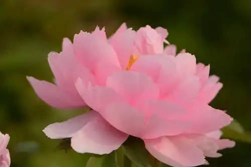 人间最美～富贵牡丹