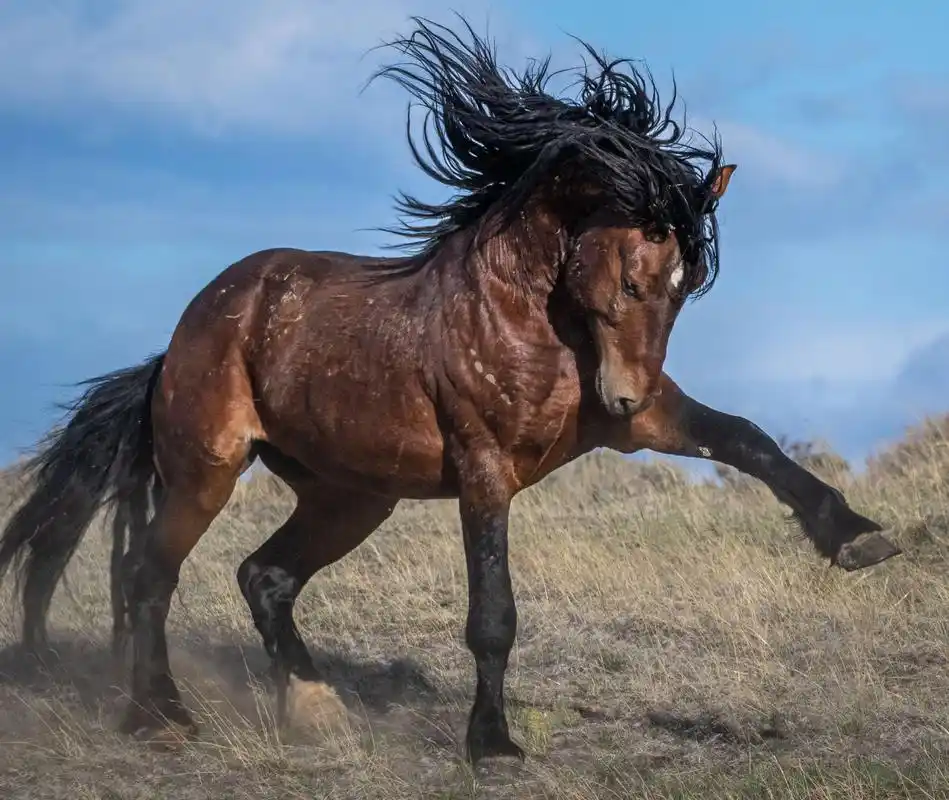 组图:摄影师深入荒野 抓拍雄姿勃勃的骏马