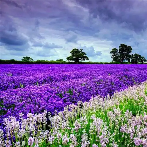 抖音图片最火头像风景