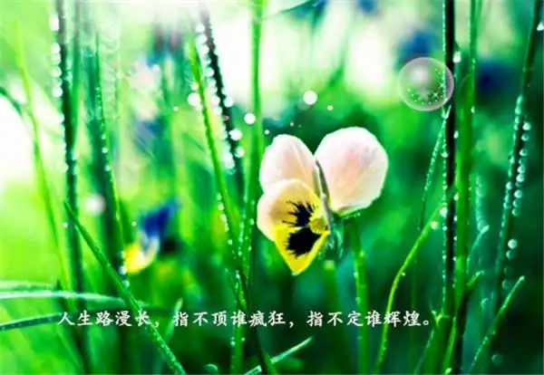 唯美雨后花卉励志文字图片风雨中坚强的花卉