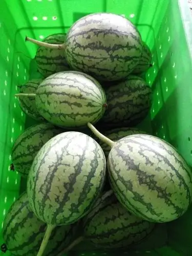 黄桃,苹果,小西瓜!