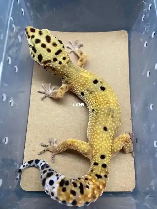 成体豹纹守宫06