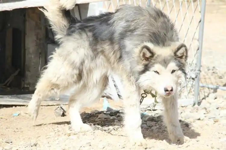 黑头白毛身,六眼圆圆睁.   犄角盘耳根,耳听八方声.