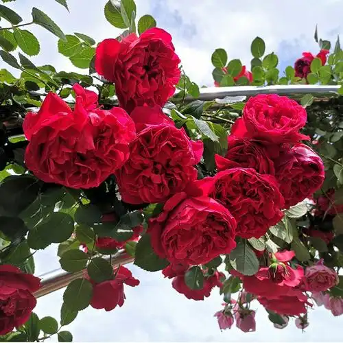 佛罗伦蒂娜爬藤月季月季花花苗盆栽四季开花佛罗伦萨花卉