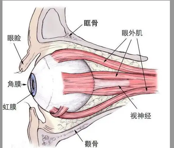 看不清楚的话那可以直接在网上找(眼部名称)图11:眼睛的结构(看图1