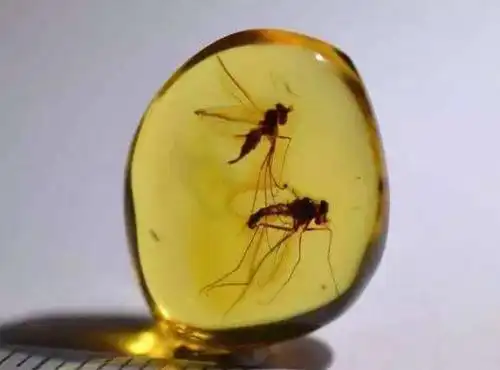 琥珀精品课:学会这9点,你就是虫珀估价师!