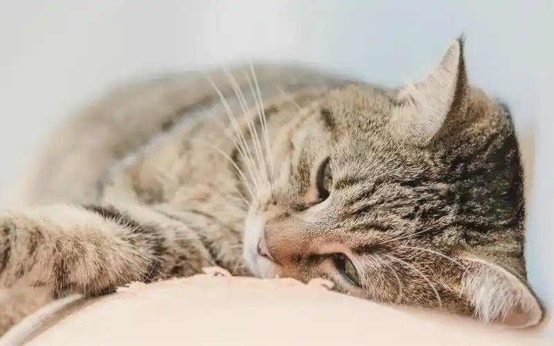 超可爱小猫壁纸_可爱萌萌的小猫