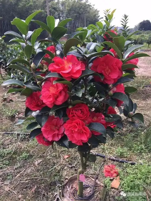 都说四季茶花最具潜力!不但颜值高,还有商机_种植