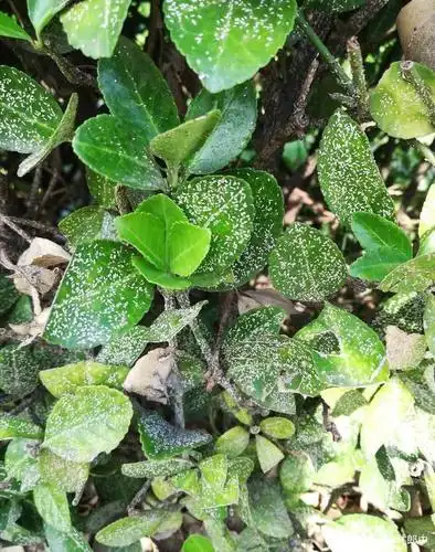 由于卫矛矢尖盾蚧属于刺吸式害虫,所以其分泌物往往还会诱发煤污病的